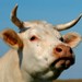 la galerie n�21