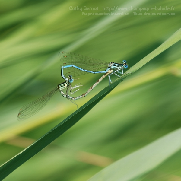 Coeur copulatoire (accouplement) d'agrions bleus, photo art carré