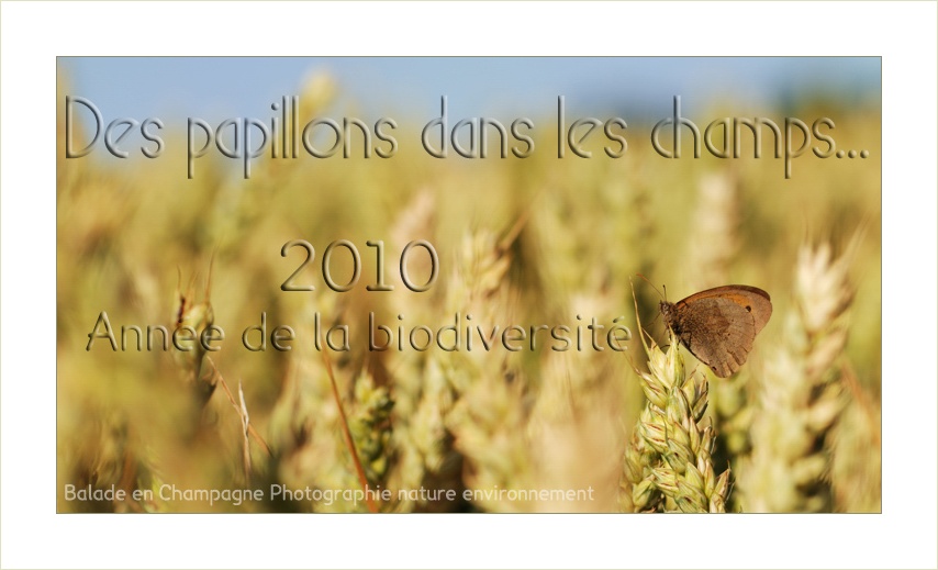 Papillon dans un champ de blé: agriculture et biodiversité