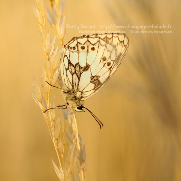 Demi-deuil (melanargia galathea, satyrinae) endormi