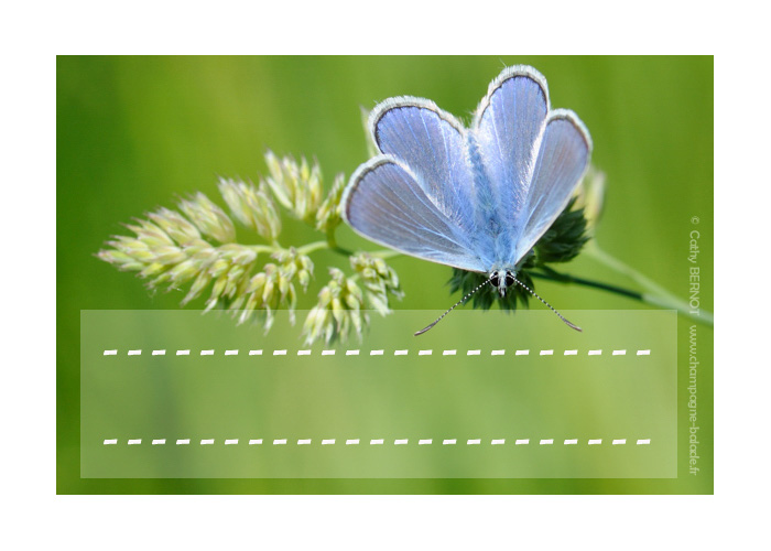 Insectes et petites bêtes: étiquettes à imprimer