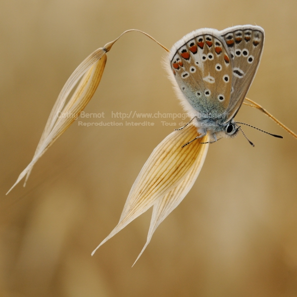 Un papillon zen photo format carré