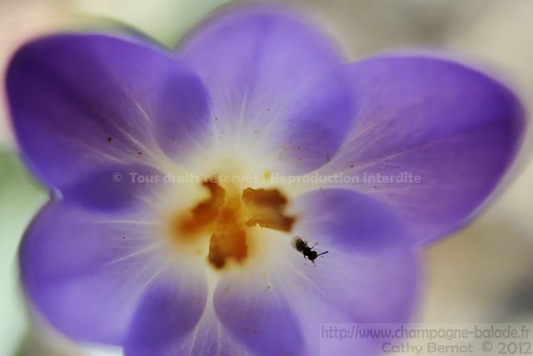 Insecte hyménoptère et fleur en transparence