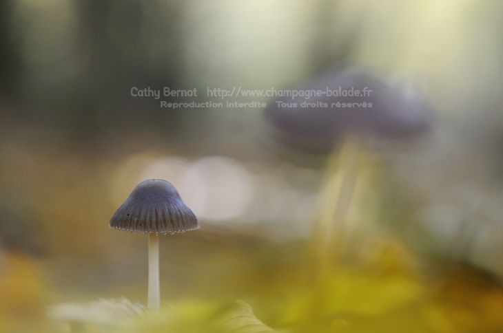 Un champignon et son ombre