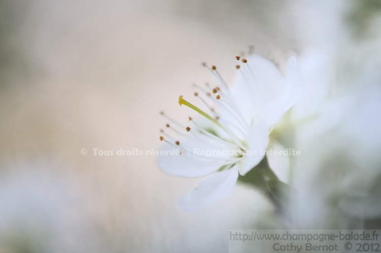 Fleur blanche