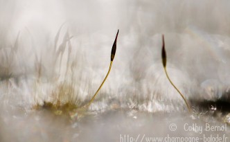 Se chercher sous la neige
