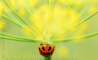 Harmonia axyridis