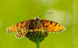 papillon-entete